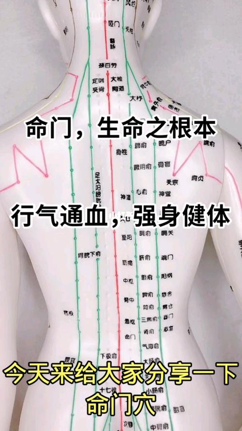 命门穴‖女士手脚冰凉,行气通血‖艾灸按摩_手脚冰凉