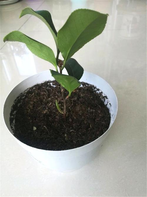 扦插茶花,插条上涂点它,成活率超高,轻轻松松生出大白