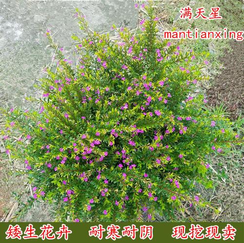 红花满天星宿根花卉耐寒寒耐多年生花坛庭院绿化花卉