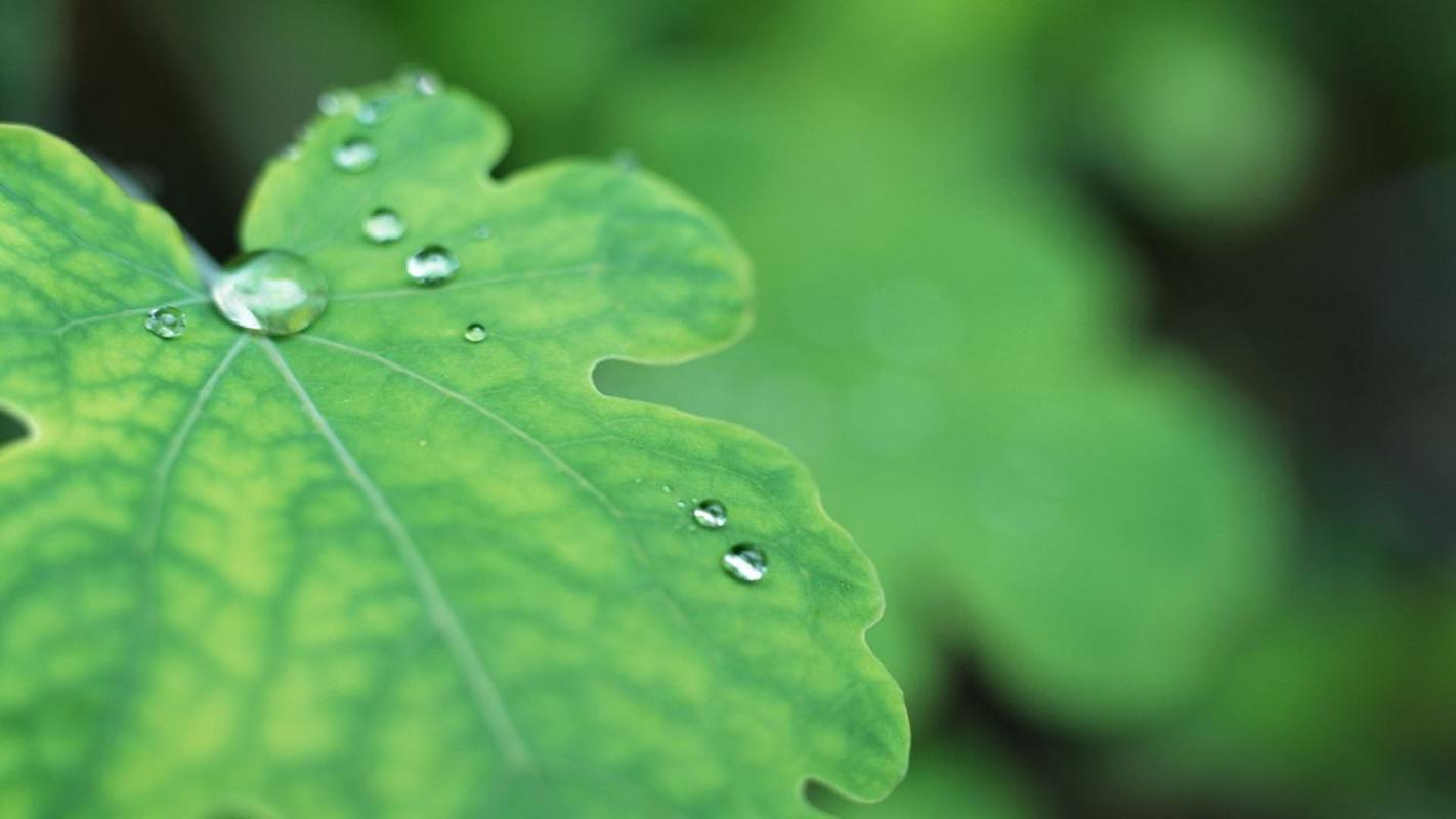 夏日绿叶水滴图片桌面壁纸