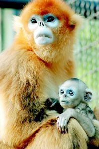 小金丝猴满月图