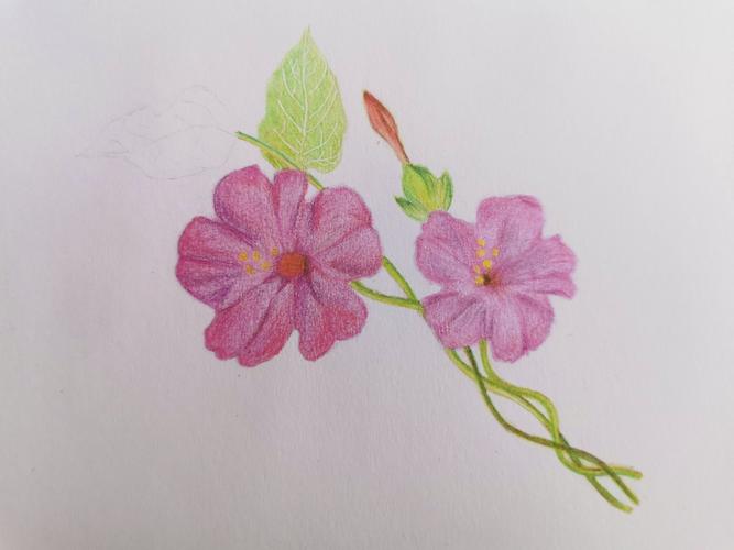 我的第四幅彩铅画:牵牛花