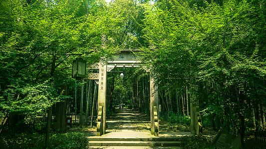 路天静谧的竹林小道背景