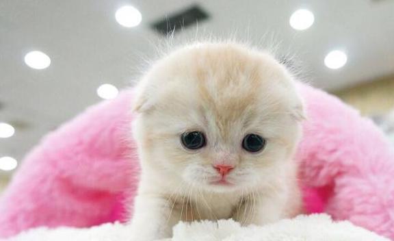 那么可爱的折耳猫为什么很多人想养不敢养