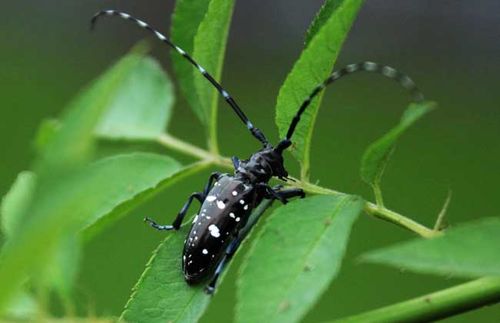 星天牛怎么防治