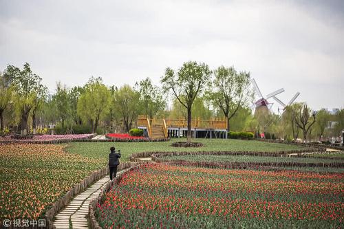 滨州秦皇河公园数万株郁金香含苞待放