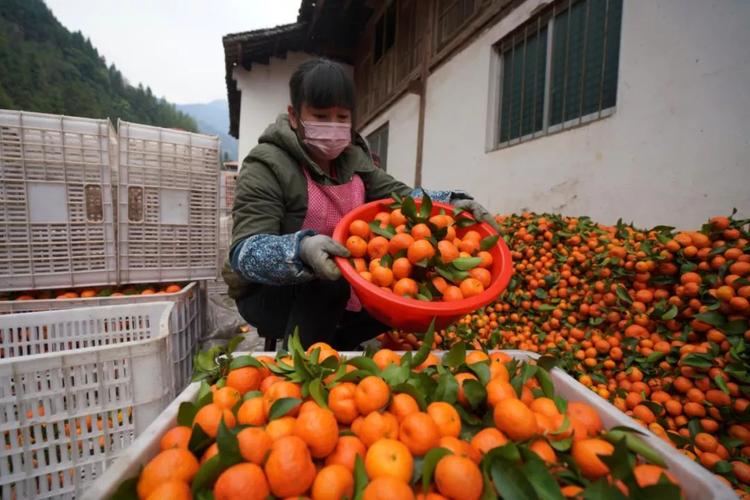 正积极开通绿色通道,出台奖励机制鼓励果商收购滞销柑橘,确保农民增产