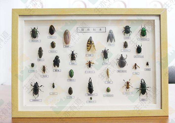 30种常见昆虫标本 蓝宝石金龟 松吉丁 黑竹蜂 花虫 红