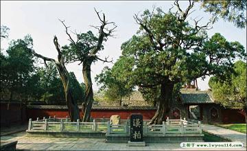 河南省郑州市登封市嵩阳书院的将军柏,是中国最古老的柏树,人称"