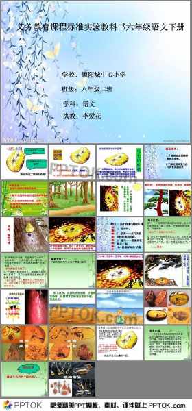 关于琥珀课文的手抄报 语文的手抄报