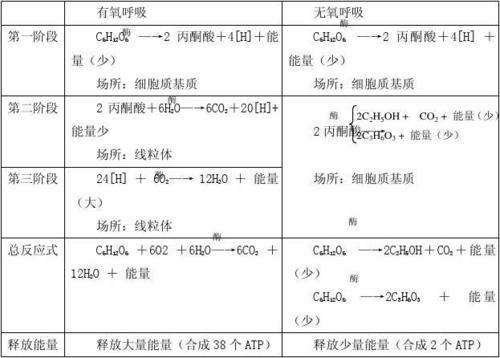 注意:(1)有氧呼吸与无氧呼吸的第一阶段完全相同.