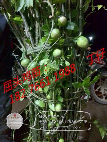 大量供应马槟榔树苗(屈头鸡)