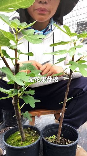 教大家嫁接无花果_无花果_家居家装_家居装饰_花艺