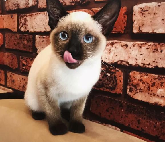 最像狗的猫咪,养了一只暹罗猫,就像是养了一只狗狗一样