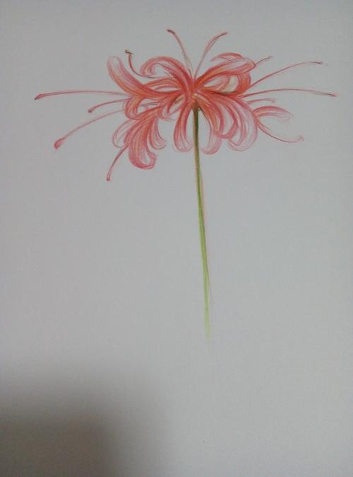 就是想画一下彼岸花,这应该是我最爱的花了,么么哒