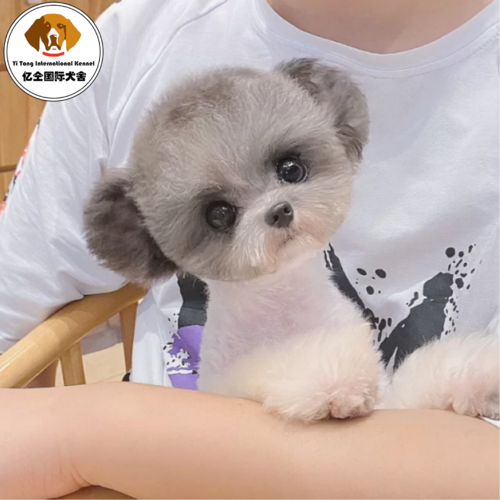 泰迪狗耳臭怎么办_泰迪耳朵小耳位高_飞耳的泰迪