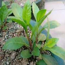 药用盆栽绿植种子种苗明月草苗降压草苗 降糖草金鸡毛草白背三七 明月