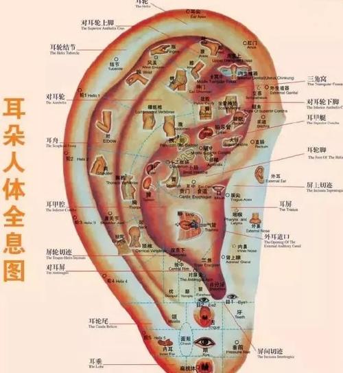 耳朵上面有个肾开关,拉一拉,保你肾气十足!