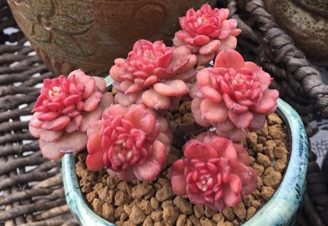 光照不足想要养多肉蜡牡丹?建议这样养,应该可以达到不错的状态