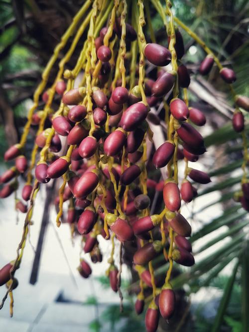 棕榈科江边刺葵大串大串的棕红色果实