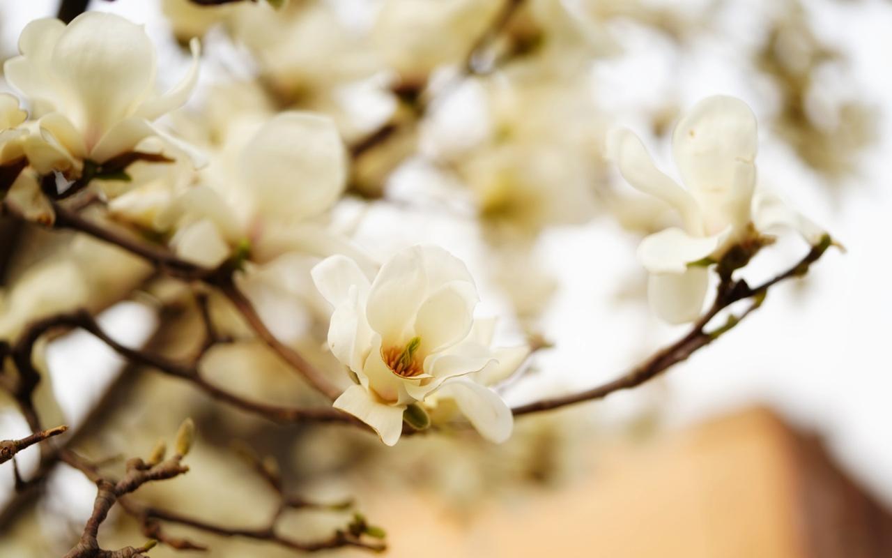 唯美白玉兰花高清桌面壁纸