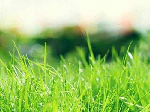 绿色清新淡雅的小草背景图片ppt