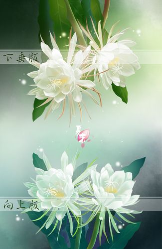昙花