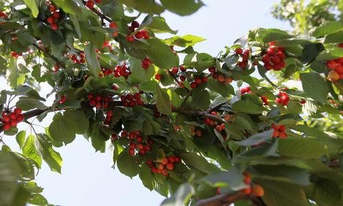 四川直径5公分以上大樱桃树