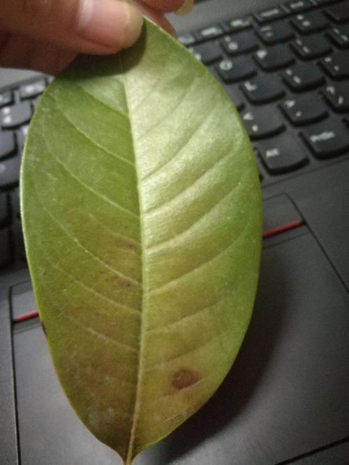 家里种的白玉兰出现这种现象,并且掉叶子,这种情况应该怎么办?