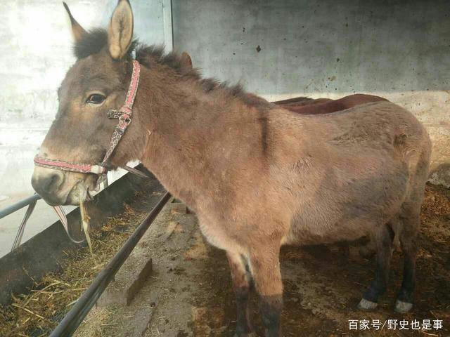 骡子究竟是马生的还是驴生的呢?