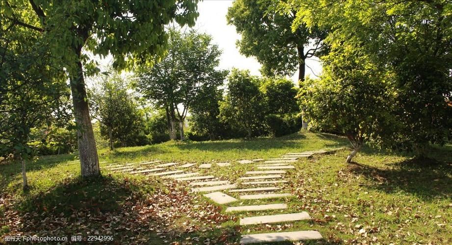 的分叉小路 石板路 小径 风景 阳光 枯叶 树林 随心拍 摄影 自然景观