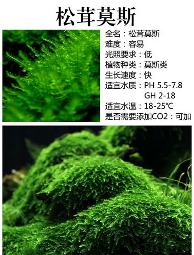 鱼缸造景真水草三角莫斯水晶美凤垂泪摩丝水族箱装饰懒人活体水草_7折