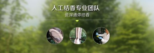 广西人工结香专业团队 睿雅沉香技术一流经验丰富