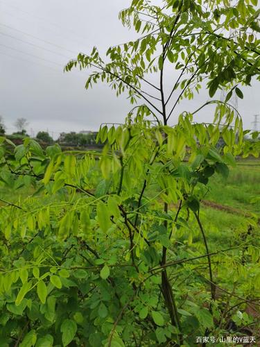 农村这种树,原来是黄檀木,据说论斤卖