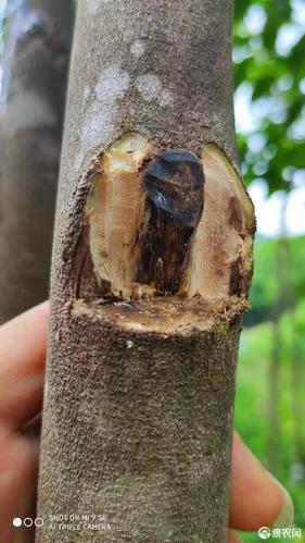 奇楠沉香树 一代绿奇楠《红金猊 糖结 蓝宝石》名贵奇楠沉香品种
