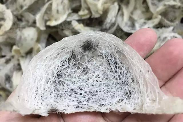 假,劣质燕窝大盘点3