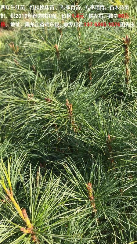 黑龙江便宜红松树苗,黑龙江红松树苗栽培苗,红松树苗换床苗哪里有