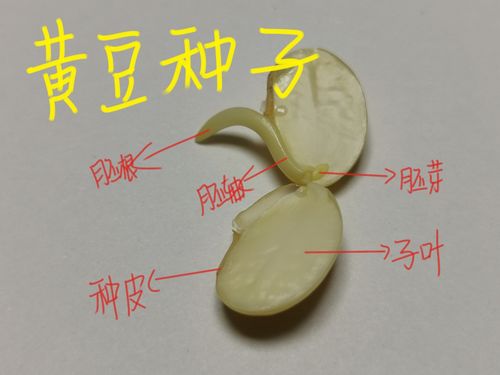 八年级生物实验——《探究种子的秘密》