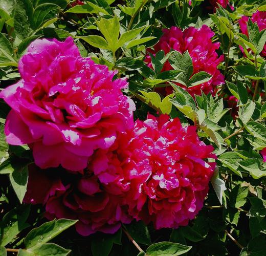 花季的春天(2)--奥森公园观赏牡丹花