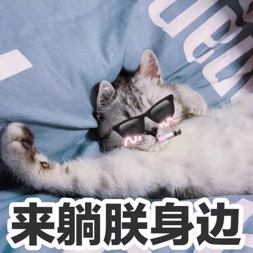 表情包丨萌猫表情包来袭