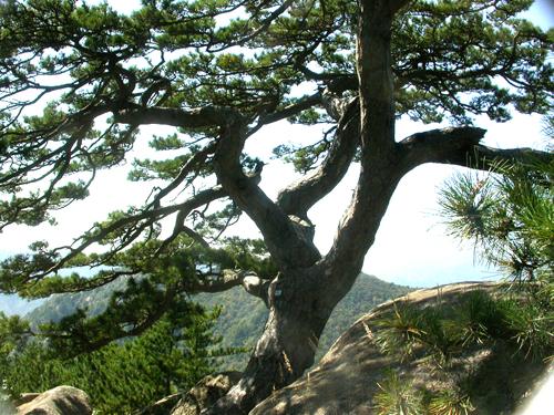 挺拔入云的松树