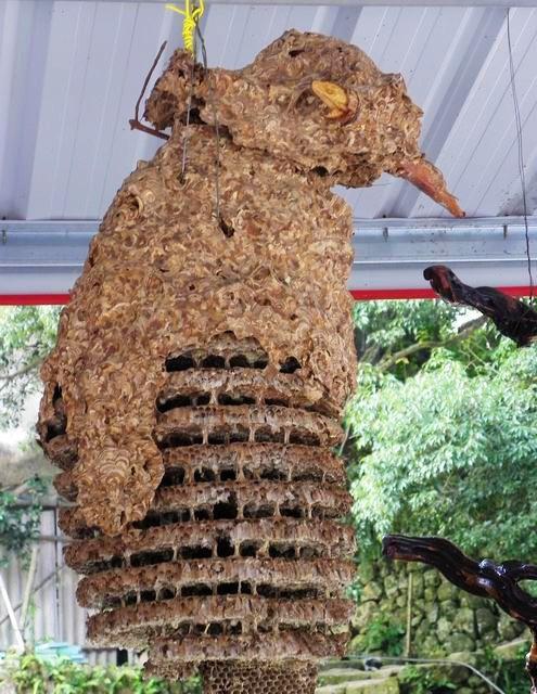 桥溪村的黄蜂窝