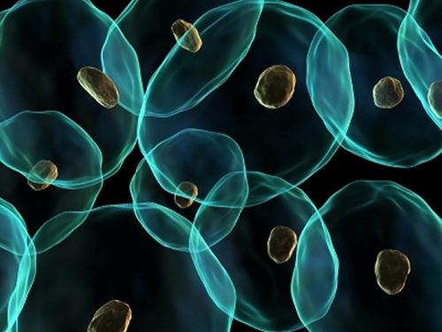 构成人体的基本单位是细胞.