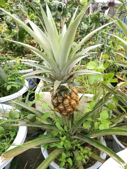 北方人都认为菠萝是长在树上,真是这样吗?