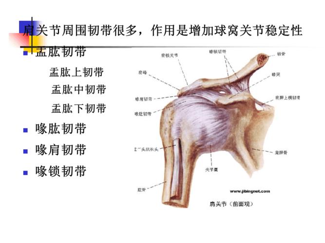 肩关节盂唇损伤