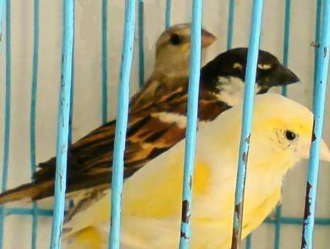 麻雀和芙蓉的杂交