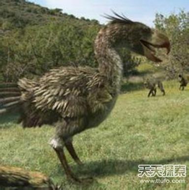 骇鸟又或者称为恐怖鸟,是一种身高达3米且无法飞行的鸟类,它们野蛮而