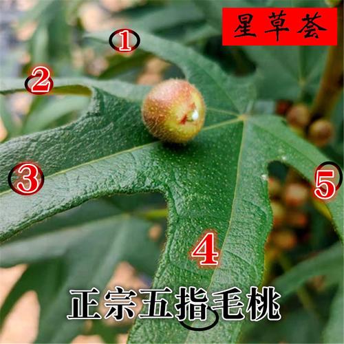 五指毛桃果子新鲜晒干野生牛奶中药材五爪龙果实其他