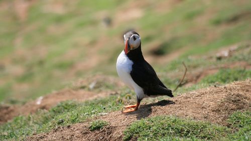 高清海雀图片大全716