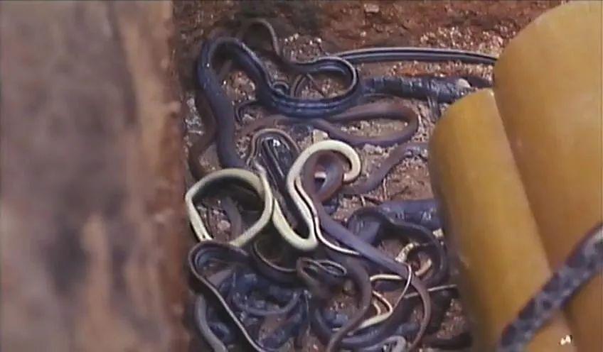  p>《人蛇大战3:蛇魔转世国语》是1986年郭感英导演的电影. /p>